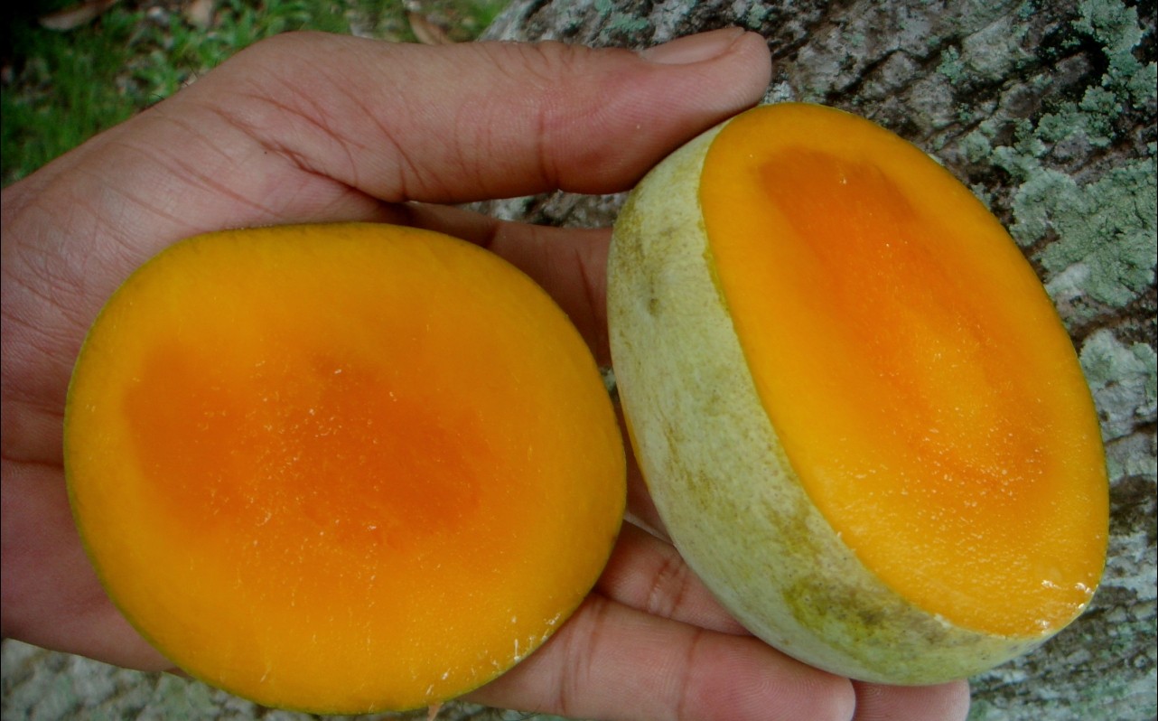 Mangifera ordata